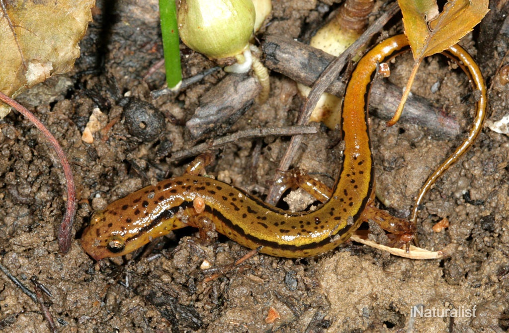 Growth study of the southern two-lined salamanders and the eastern red-backed salamanders